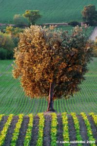 campagna_recanatese20