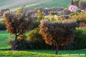 campagna_recanatese21