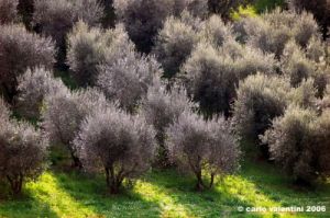 campagna_recanati001