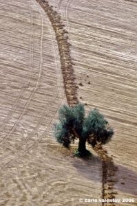 campagna_recanati003