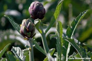 carciofi_montelupone2