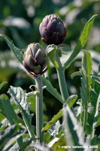 carciofi_montelupone3