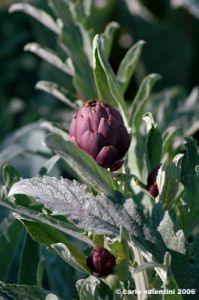 carciofi_montelupone9