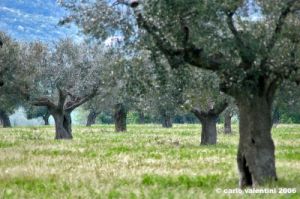 cingoli_oliveto2