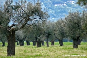 cingoli_oliveto3