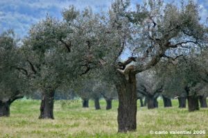 cingoli_oliveto4