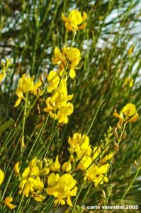 conero_ginestra1