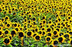 conero_girasoli1