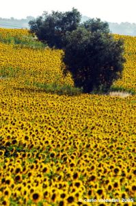 conero_girasoli3