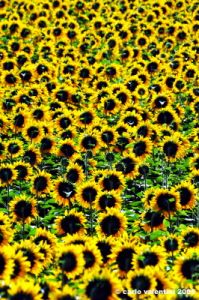 conero_girasoli6
