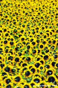 conero_girasoli7