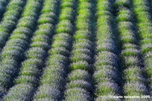 conero_lavanda01