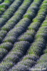 conero_lavanda03
