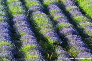 conero_lavanda04