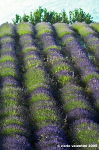 conero_lavanda05