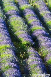 conero_lavanda06