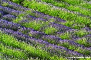 conero_lavanda09