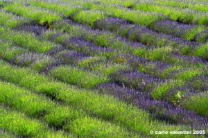 conero_lavanda10