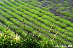 conero_lavanda11