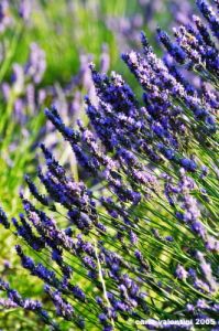 conero_lavanda13