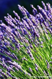 conero_lavanda14