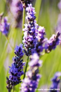 conero_lavanda15