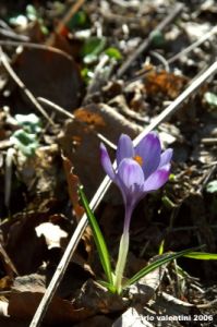 crocus01