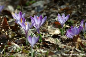 crocus03