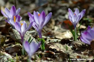 crocus04