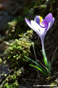 crocus07