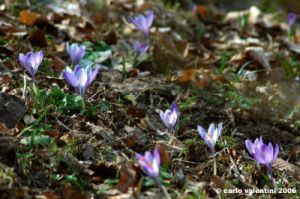 crocus08