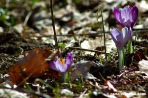 crocus10