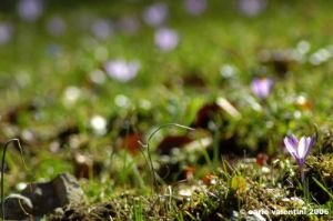 crocus11