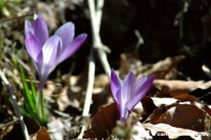 crocus14