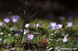 crocus17