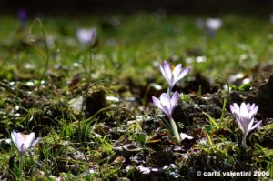 crocus18