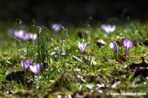 crocus20