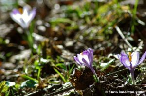 crocus21