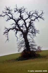 fermo_campagna2