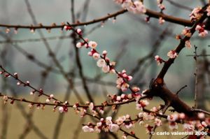 fermo_campagna4