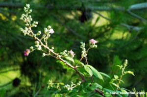 fiori_di_rovo