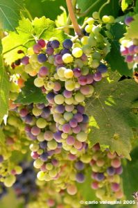 jesi_vigna_verdicchio04