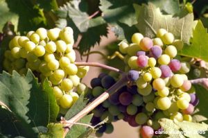 jesi_vigna_verdicchio05
