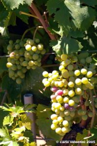jesi_vigna_verdicchio06