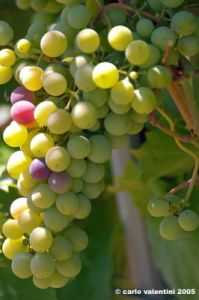 jesi_vigna_verdicchio09