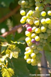jesi_vigna_verdicchio11
