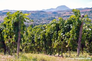 jesi_vigna_verdicchio13