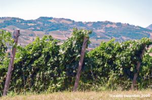 jesi_vigna_verdicchio16