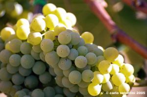 jesi_vigna_verdicchio20