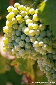 jesi_vigna_verdicchio21
